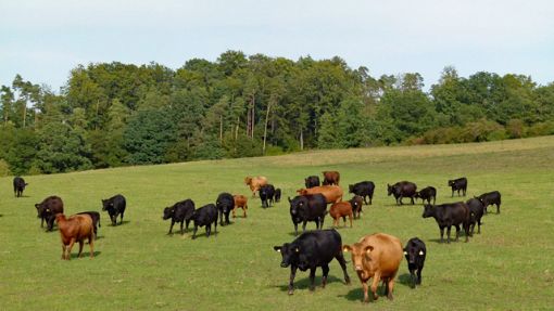 Ammenkuhhaltung eines Biobetriebs