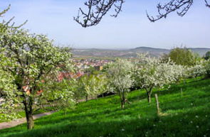 Verfahren zur Erhaltung von Streuobstwiesen
