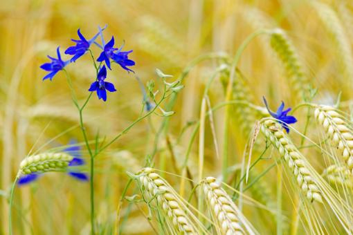 Ackerrittersporn zählt zu den auffälligsten und schönsten Ackerwildkräutern bei uns