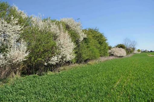 Gehölz entlang Landwirtschaftsfläche