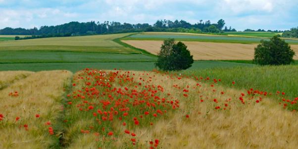 Beschleunigtes Zusammenlegungsverfahren