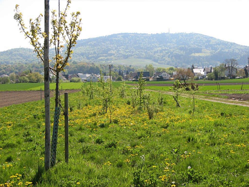 Blühstreifen mit Gehölzpflanzung